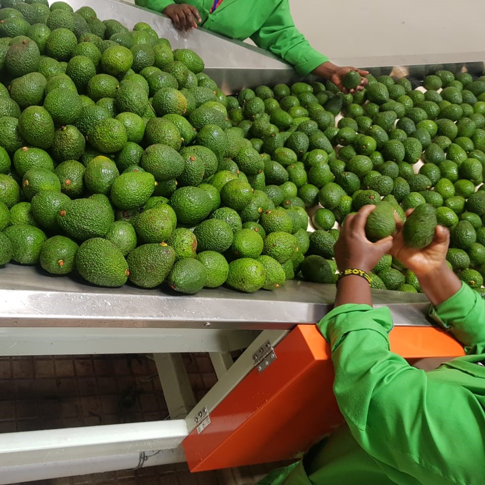 Hass avocado suppliers from Kenya