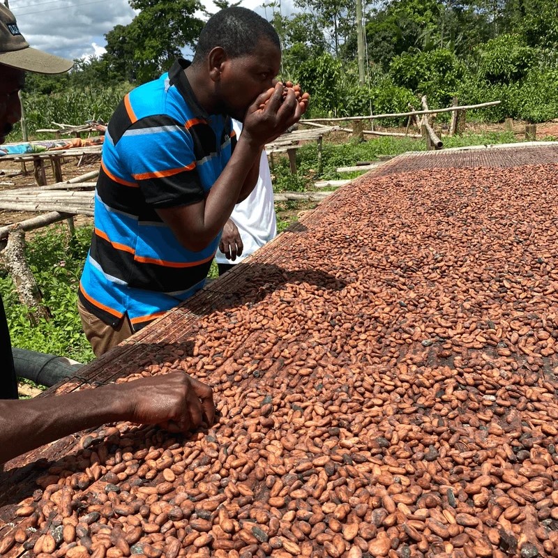 cocoa bean suppliers and manufacturers